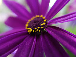 Plush flowers